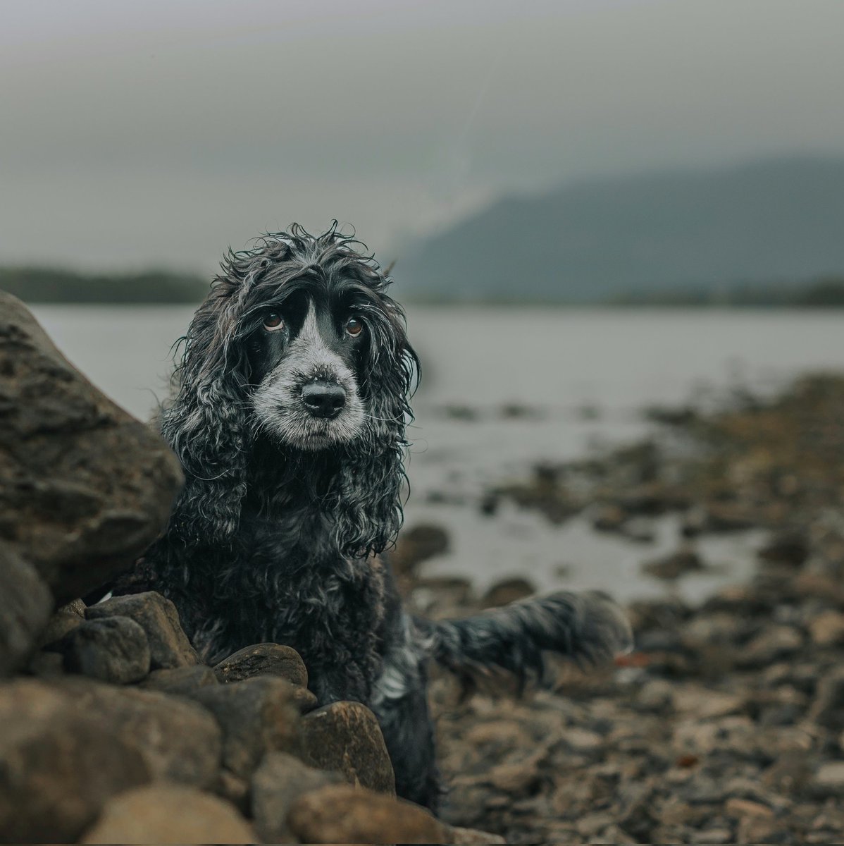 WoofWagWalk tweet media