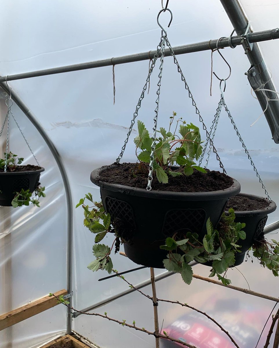 dontcropmenow's tweet photo. #alpinestrawberries for the #fruitcage

#strawberries #allotment #growyourown #kitchengarden https://t.co/LuLVaCFFfb