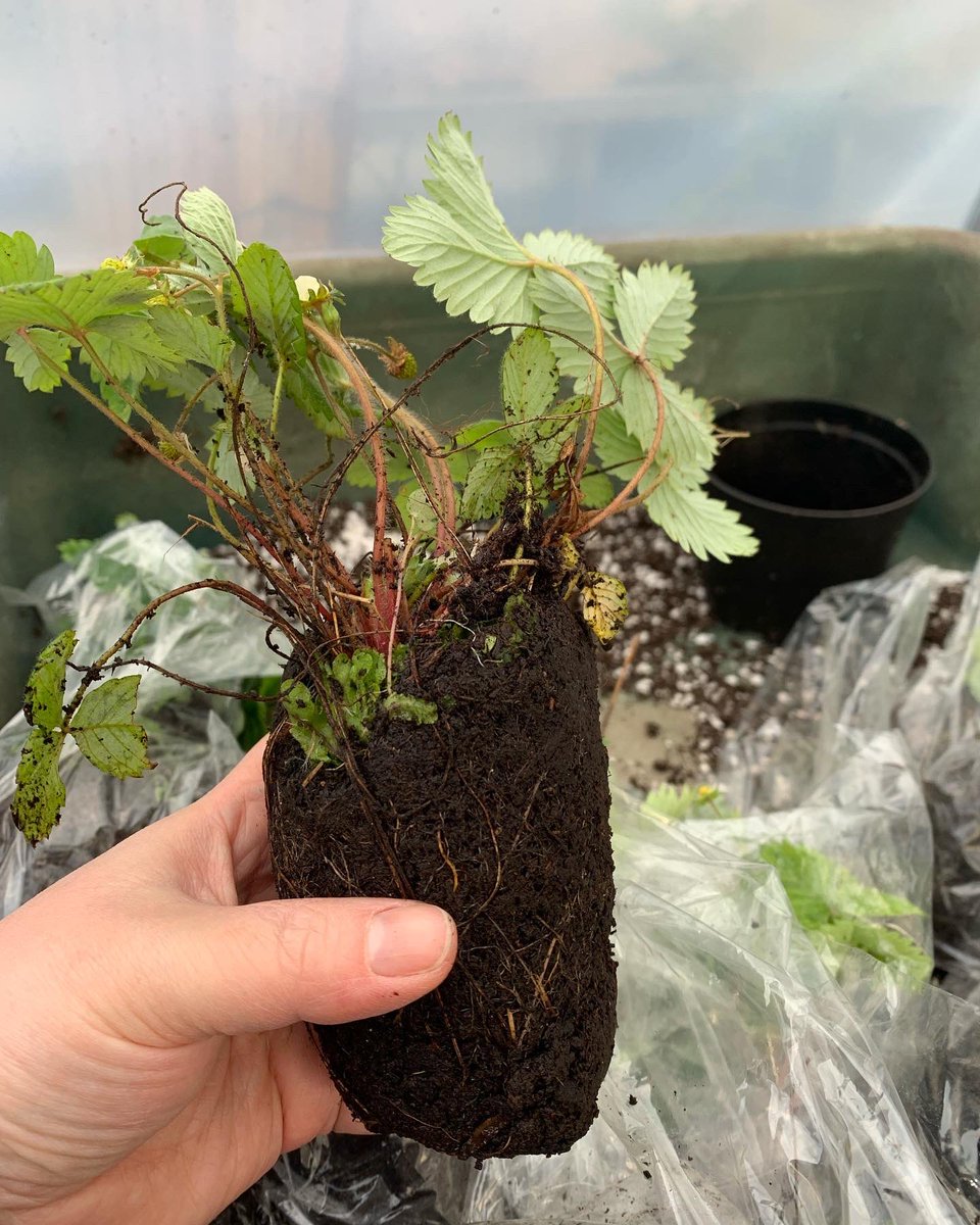 dontcropmenow's tweet photo. #alpinestrawberries for the #fruitcage

#strawberries #allotment #growyourown #kitchengarden https://t.co/LuLVaCFFfb