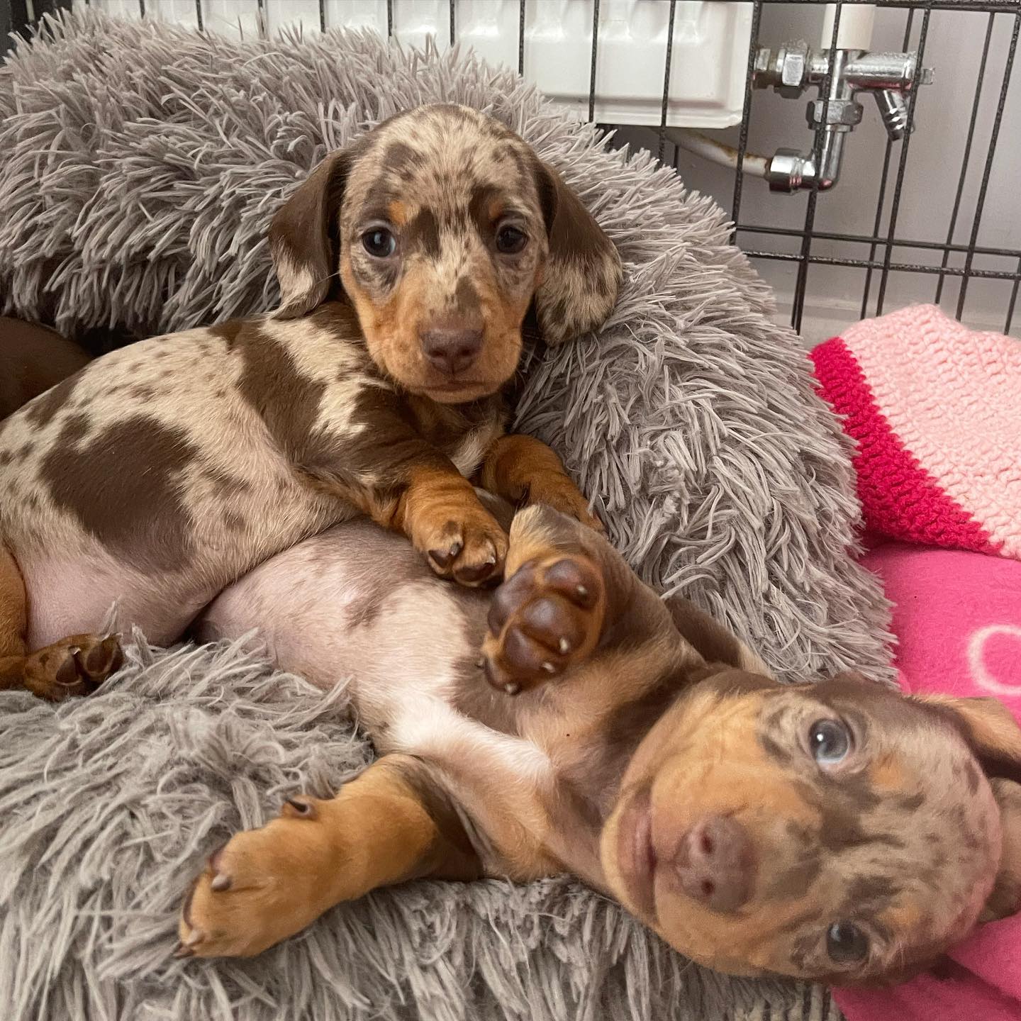 Lilac hotsell dapple dachshund