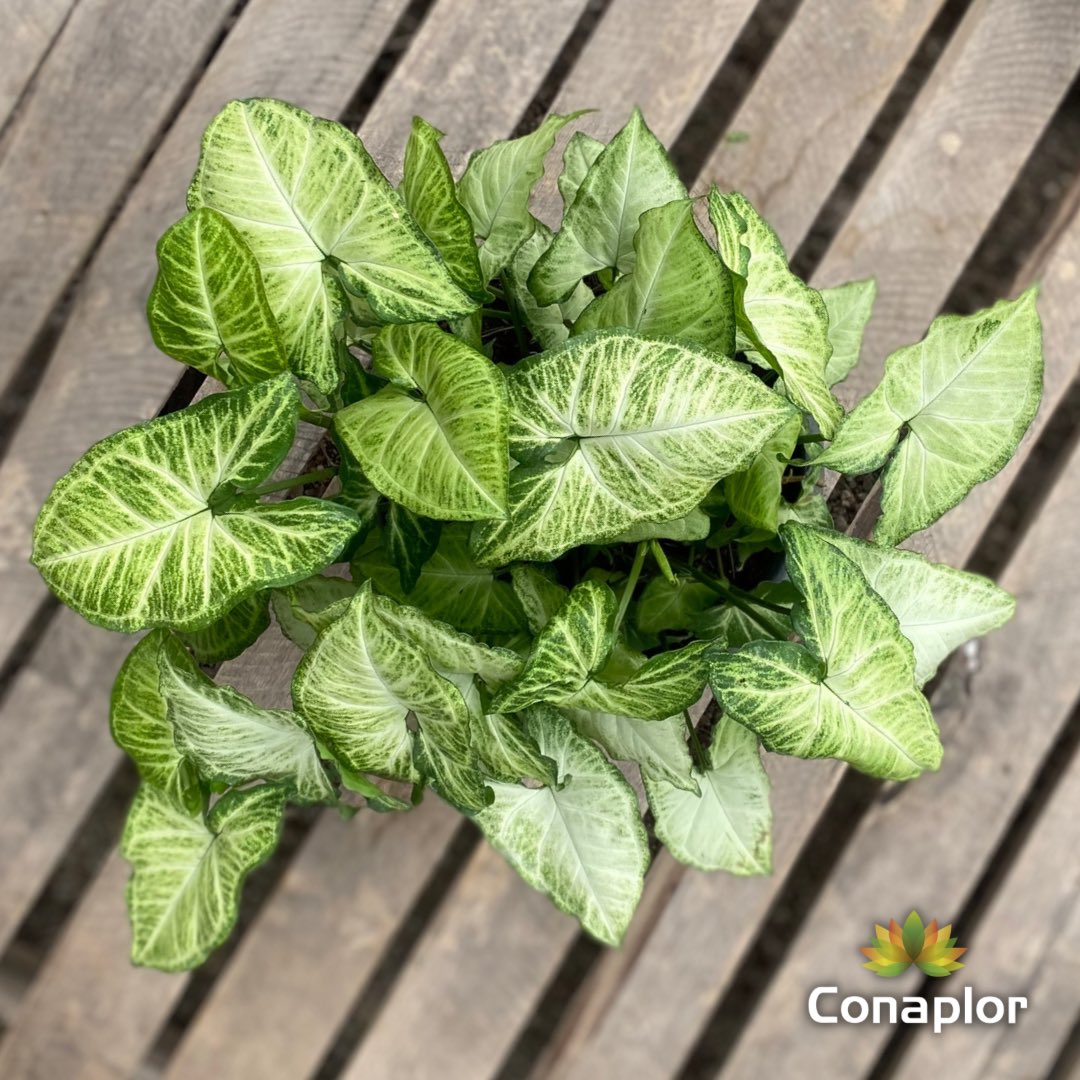 conaplor's tweet photo. El #singonio es de nuestras plantitas variegadas favoritas. Feliz martes, #plntlovers 🤗 https://t.co/XMHP0D2VpD