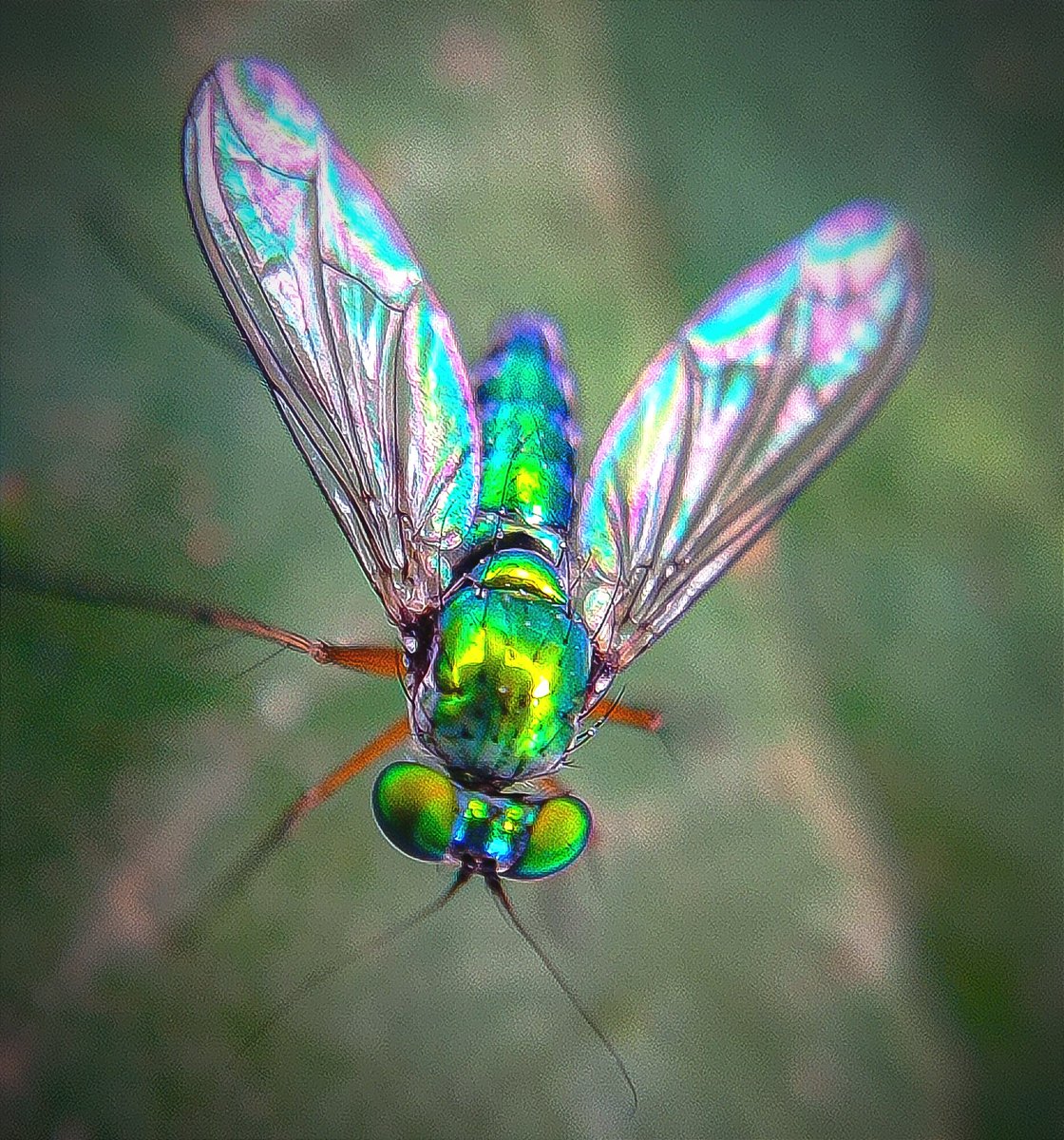 The metallic vibrance 🪲🪲🪲🪲🦟