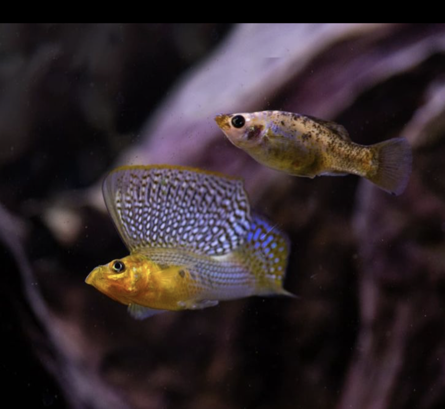 PFKmagazine's tweet photo. Who's a pretty boy then? Even with his gorgeous sailfin and intense pout, she still doesn't seem interested...yet.
Recent share from @northfish_biotope
#pfk #fishmag #fishkeepers #fishtankpeople #biotope #sailfin #breeding #boysandgirls https://t.co/Q4Jt5a8oN1