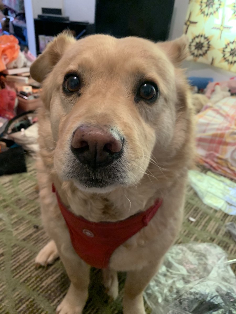 buffywatcher23's tweet photo. Avenge my baby girl !!!!   Mobile groomer won’t do her because she is part chow …..   look at this face.  Look at it !! https://t.co/breRwu820n