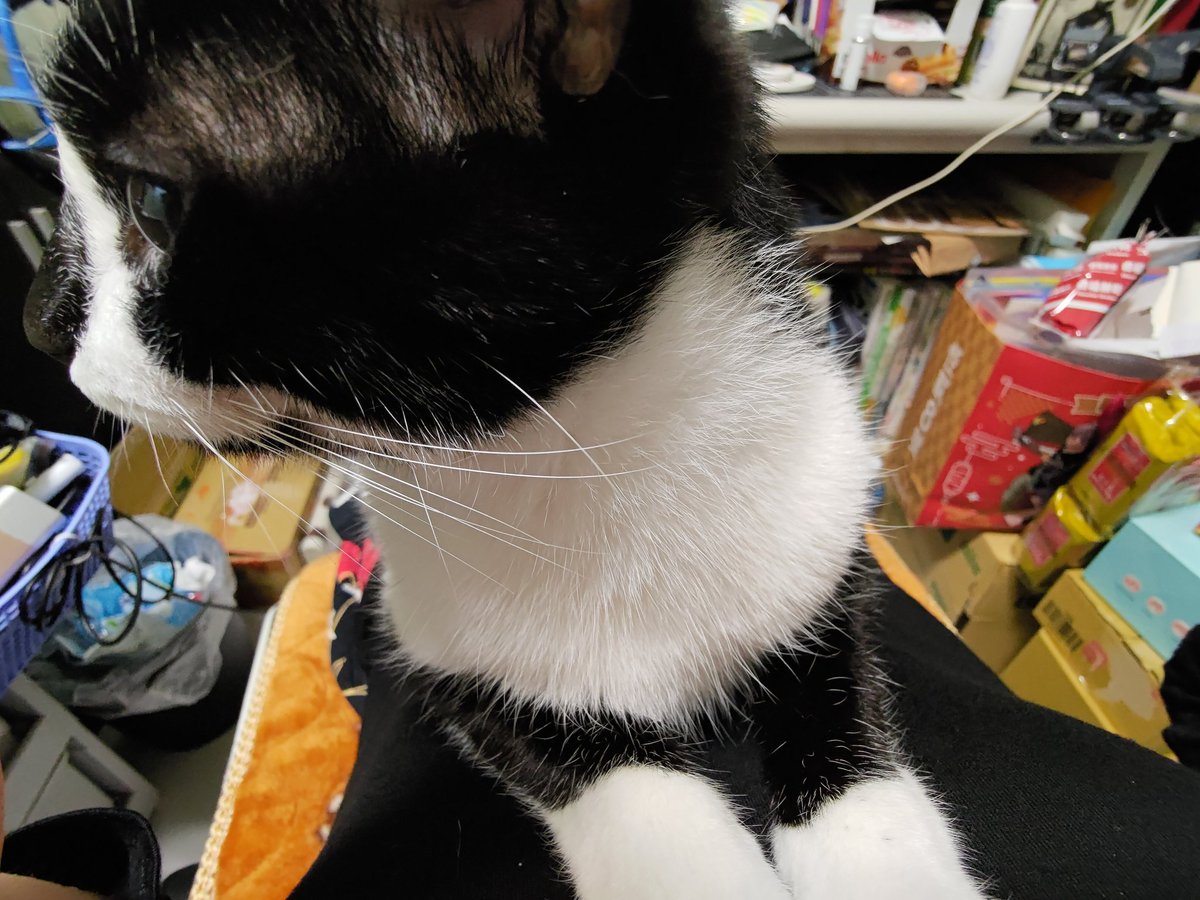 0net00th's tweet photo. 睡前貓貓 https://t.co/JaYMmwoCIs