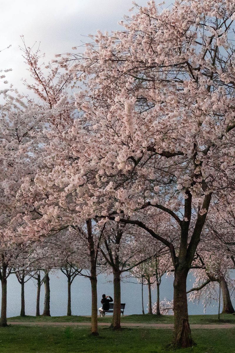 Best time of year <a href="/CherryBlossFest/">National Cherry Blossom Festival 🌸</a>