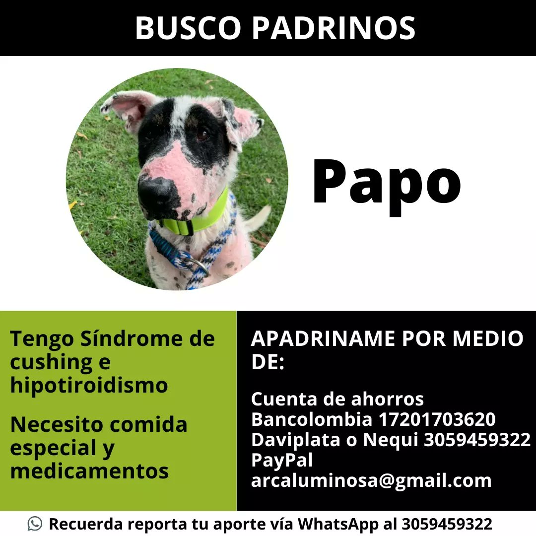 REPORTE PAPO 🐼💚 ¿Quién no se enamora de este panda 🥰?. Durante la última semana nuestro Papo ha estado en consultas medicas y se le han tomado varios exámenes 💉, el reporte veterinario nos arroja que nuestro PAPO, no solo tiene hipotiroidismo, como ya lo había reportado.