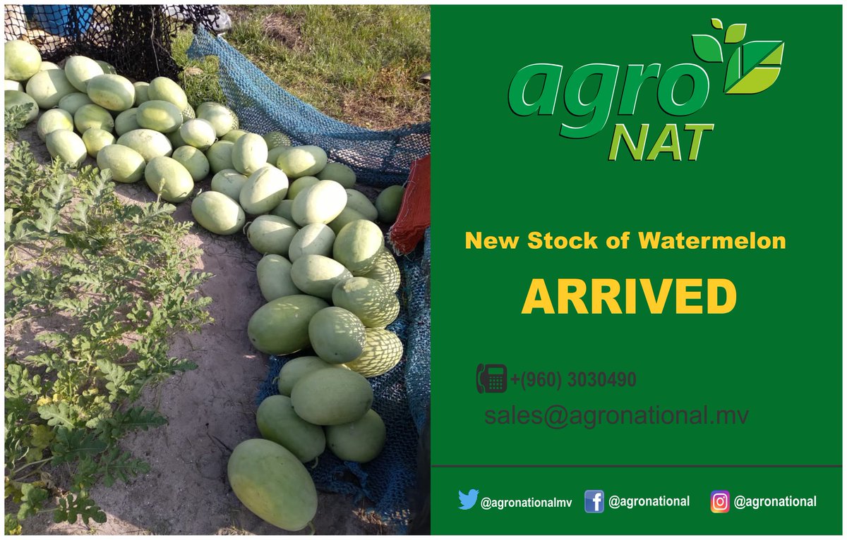 agronationalmv's tweet photo. ރަމަޟާން މަހަށް އަމާޒުކޮށްގެން އެގްރޯނެޓުގެ ދަނޑުވެރިން އުފައްދާ ކަރާގެ ފުރަތަމަ ސްޓޮކުގެ ގޮތުގައި 5 ޓަނު ކަރާ މިއަދު ލިބިއްޖެ. މިތަކެތި ހޯލްސޭލްކޮށް ގަންނަން ��ޭނުންވާ ފަރާތްތަކުން އޯޑަރުކުރެއްވުމަށާ މަޢުލޫމާތު ސާފުކުރެއްވުމަށް 3030490 އަށް ގުޅުއްވުން އެދެން. https://t.co/F6FvFrHlro