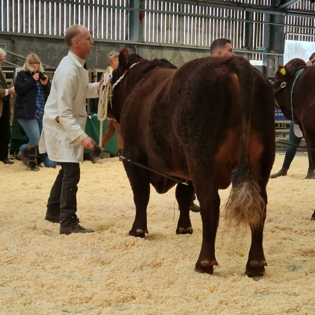 Shearwell's tweet photo. Great show & sale of Devon Cattle Breeders' Society today at @GTHMarket
Very proud to sponsor the event again this year. #RedDevons #DevonCattleBreeders #GTH https://t.co/rJgDasV8Jo