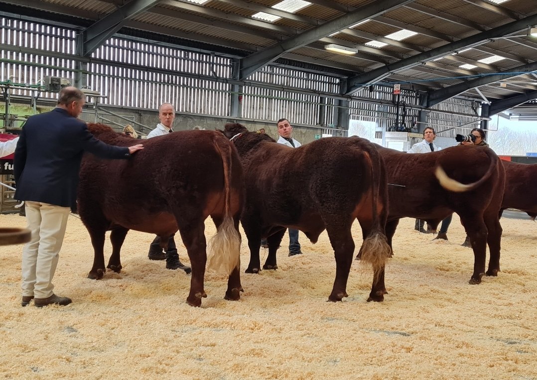 Shearwell's tweet photo. Great show & sale of Devon Cattle Breeders' Society today at @GTHMarket
Very proud to sponsor the event again this year. #RedDevons #DevonCattleBreeders #GTH https://t.co/rJgDasV8Jo
