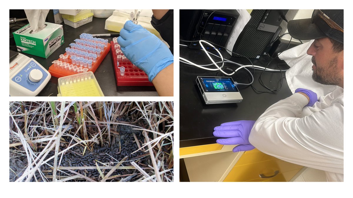 TeamVole's tweet photo. Ever wonder what lemmings eat? Grad student 
@a_n_roy and @LavretskyLab  are analyzing how lemming diets change seasonally by detecting forage DNA in feces! https://t.co/I9XdGV74WR