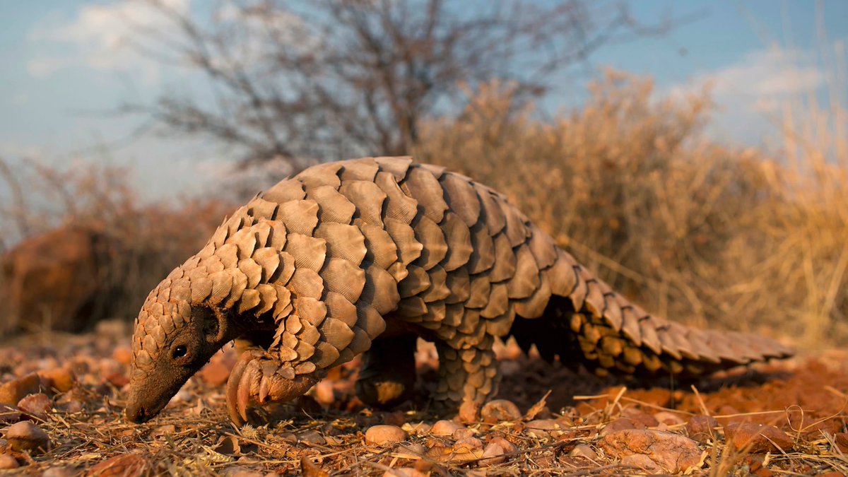 I have lofty ideas about teaching critical thinking. But the big takeaway for several of my students today was the simple fact that pangolins exist. It's enough.