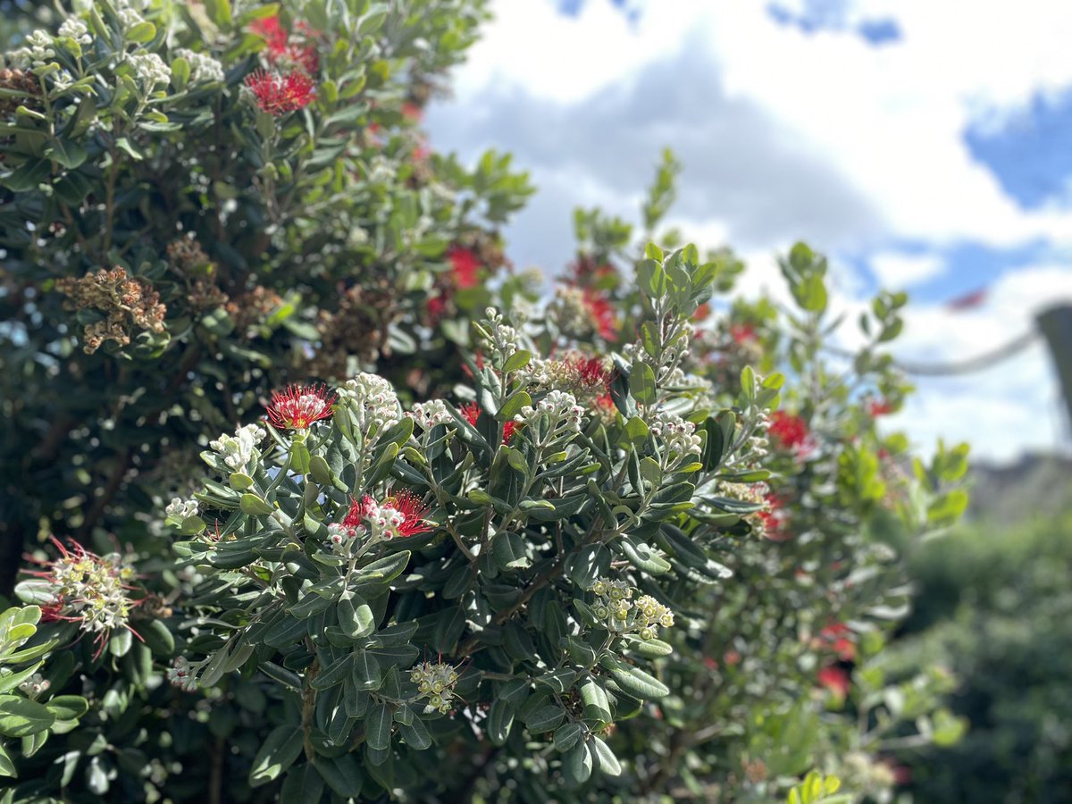 lotusbeee's tweet photo. everything was so beautiful 🤍 https://t.co/3EaJ1NJYKu