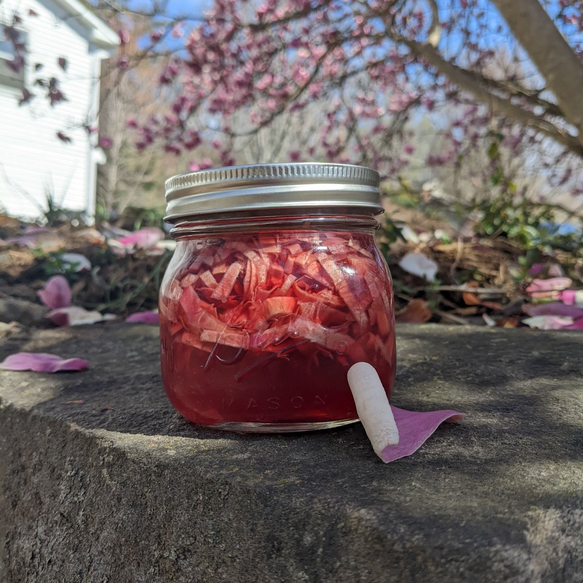 humanhouseplant's tweet photo. I wrote this article about pickling magnolia petals! 🥰 They are sooo yummy 😍

https://t.co/x99V34IEjL https://t.co/WqYawKd4Ii