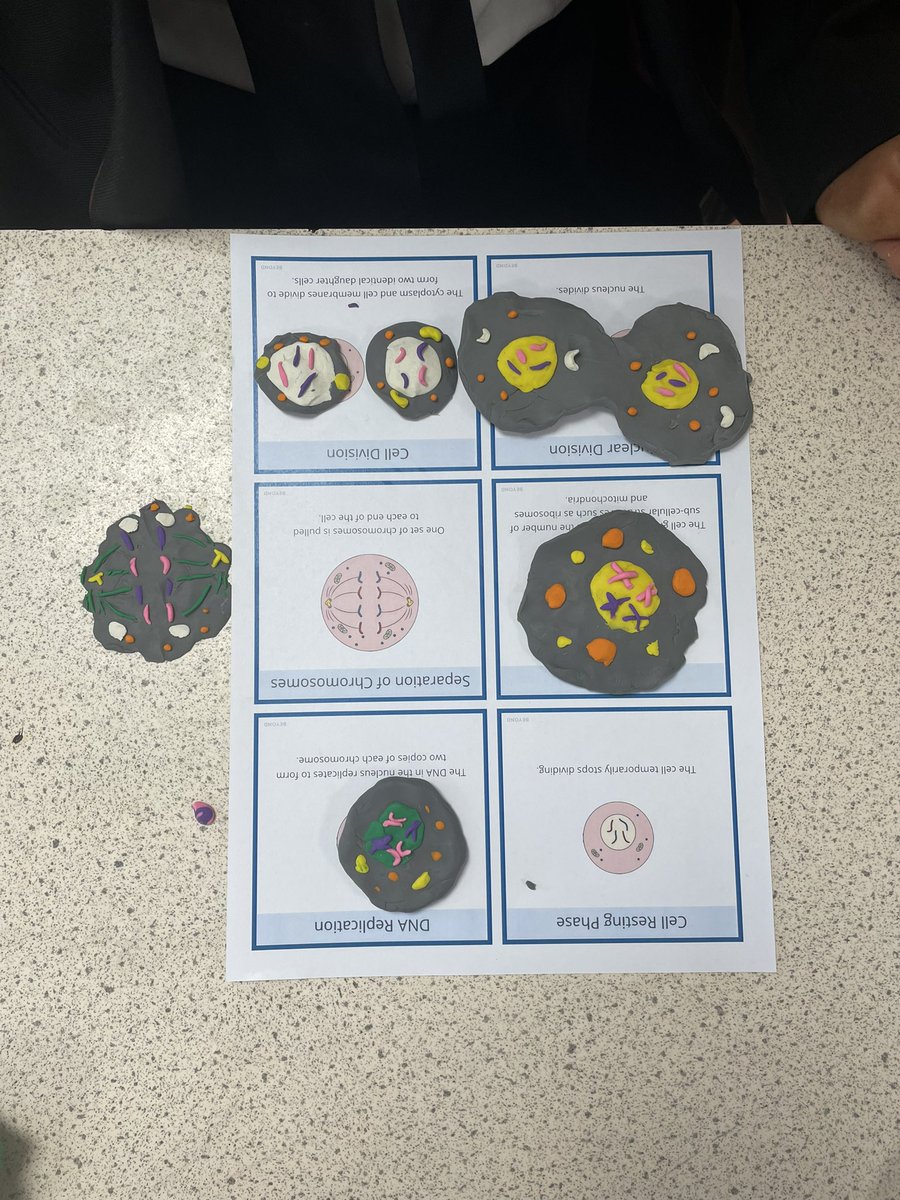 MissPooleRBHS's tweet photo. 11Q/Sc2a went old school today with the return of play dough! Some fantastic modelling of cell division based on the stages covered in todays revision lesson 🧬🦠 @RBHSScience https://t.co/WmdRdinxr9