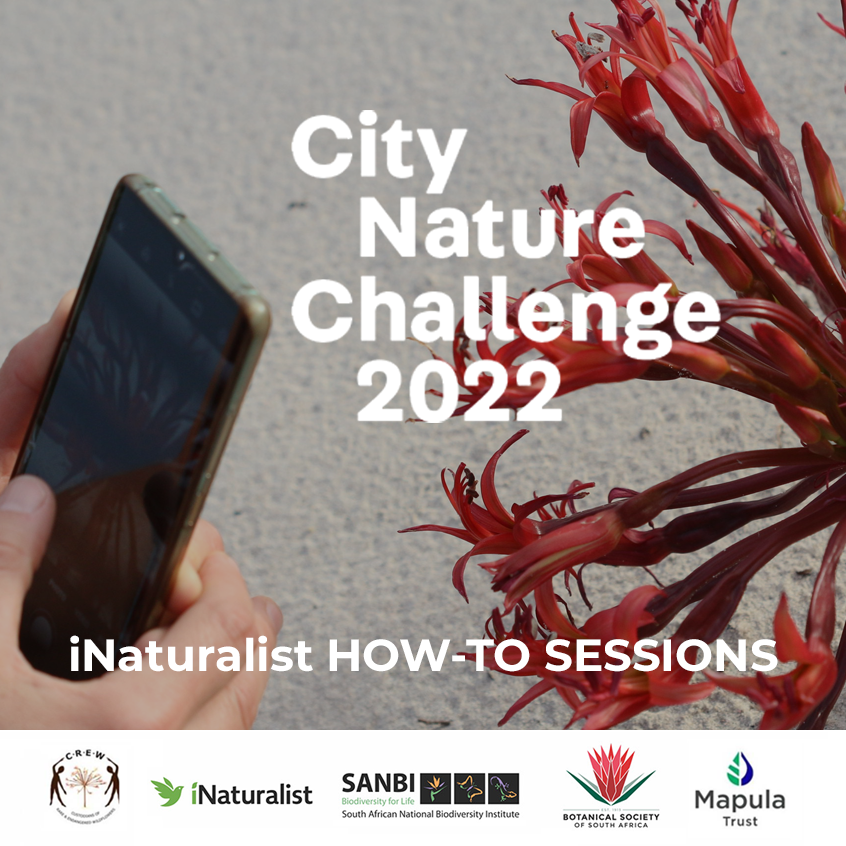 Keen to join the 2022 @citnatchallenge and want to find out how to get involved? The <a href="/SANBI_ZA/">SA Biodiversity</a> and <a href="/CREWCitSciZA/">CREW CitSci</a> citizen science teams are hosting a series of <a href="/inaturalist/">iNaturalist</a> how-to-sessions over the coming weeks. Check out the schedule and sign up here: botanicalsociety.org.za/crew-programme/