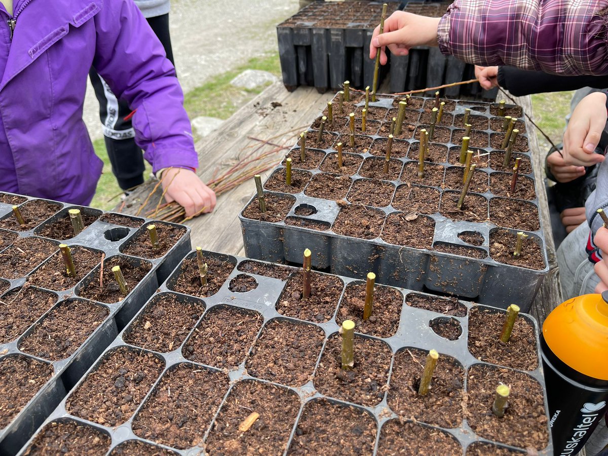 AjValldeBoi's tweet photo. Jornada de la classe pràctica de preparació d'#esqueixos de #bedoll i #salenca en el marc del projecte @phusicos del Barranc d'#Erill. Agraïment als participants, Carles Raimat, Forestal Catalana i col•laboradors del projecte! https://t.co/5Lu3r12RMK