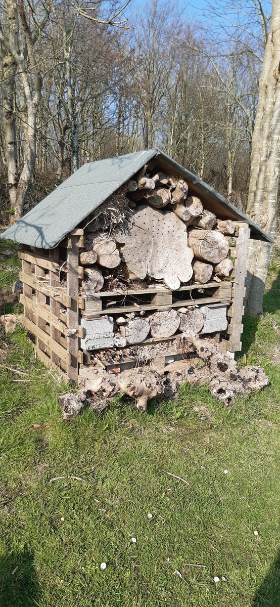 thedyda's tweet photo. Another habitat pile done to join Bugingham palace at work. This will benefit invertebrates, fungi and small mammals in time. Nice surprise today, a bee fly near the woods. @muliernatura  @TyddynIsaf #woodland #insects https://t.co/v28tfAeuul
