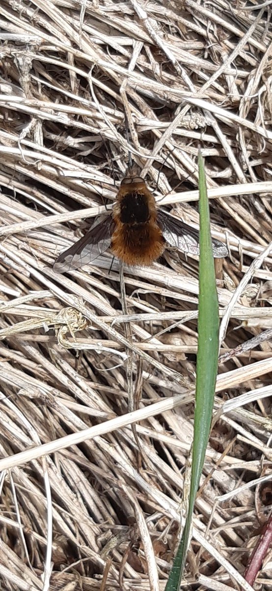 thedyda's tweet photo. Another habitat pile done to join Bugingham palace at work. This will benefit invertebrates, fungi and small mammals in time. Nice surprise today, a bee fly near the woods. @muliernatura  @TyddynIsaf #woodland #insects https://t.co/v28tfAeuul