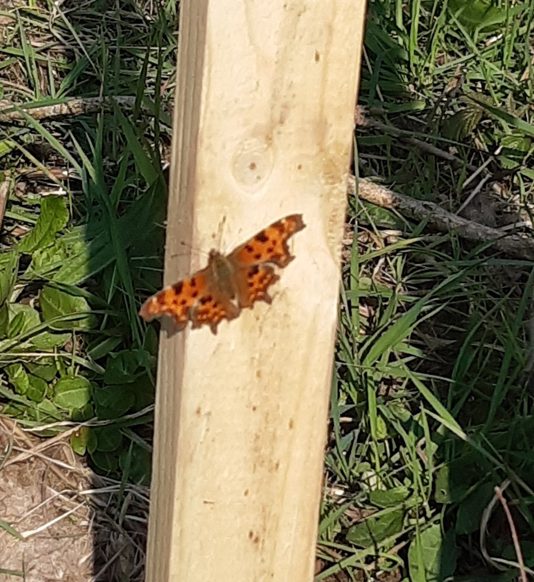 thedyda's tweet photo. Another habitat pile done to join Bugingham palace at work. This will benefit invertebrates, fungi and small mammals in time. Nice surprise today, a bee fly near the woods. @muliernatura  @TyddynIsaf #woodland #insects https://t.co/v28tfAeuul