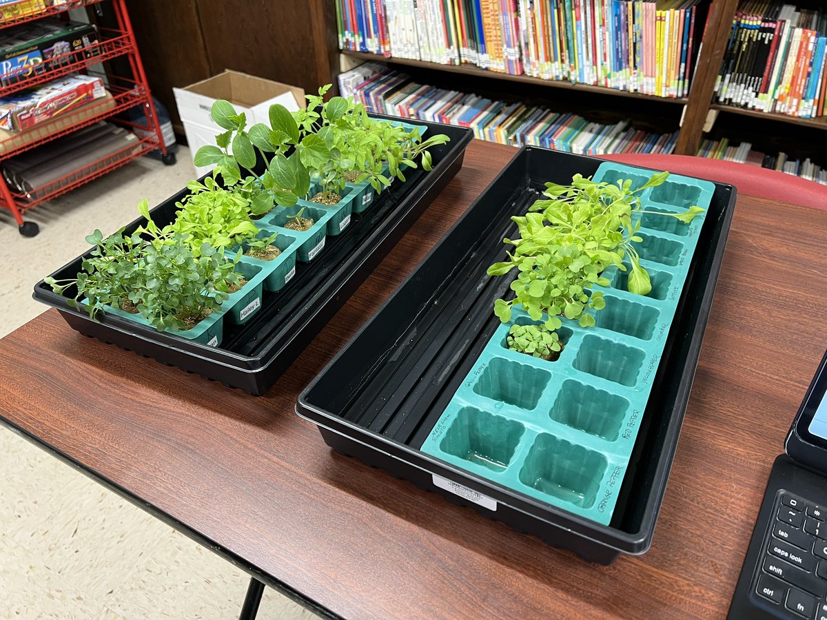 MichaelOToole71's tweet photo. What a great day at LBS! Working with Ms. Savoie’s Grade 4 Class &amp; we have transplanted our seedlings to the @TowerGarden ! What an exciting moment for the students. Now we have to watch the seedlings grow. @asdnnb https://t.co/G7cc5DTywF
