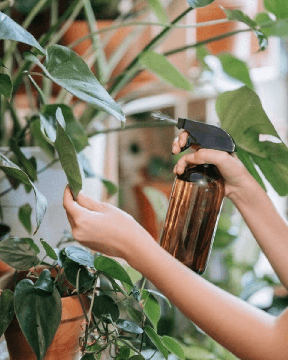 pur_plant's tweet photo. PULVERIZAR 💦 PULVERIZAR 💦 PULVERIZAR 💦⁠
⁠
La mayoría de plantas de interior son plantas selváticas que necesitan tener humedad foliar⁠
⁠
Para ayudarte con esta tarea, ya tienes disponible en nuestra web el nuevo rociador para #plantlovers⁠
⁠
#pulverizador #plantas https://t.co/nrTZYE34Yw