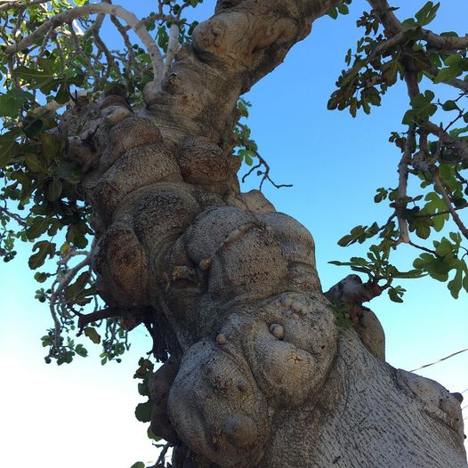 Scottclevenger's tweet photo. Southern California’s native “Elephant Man” trees have awakened for Spring, and their goiters are in glorious bloom! https://t.co/n0ZNOFtO4p