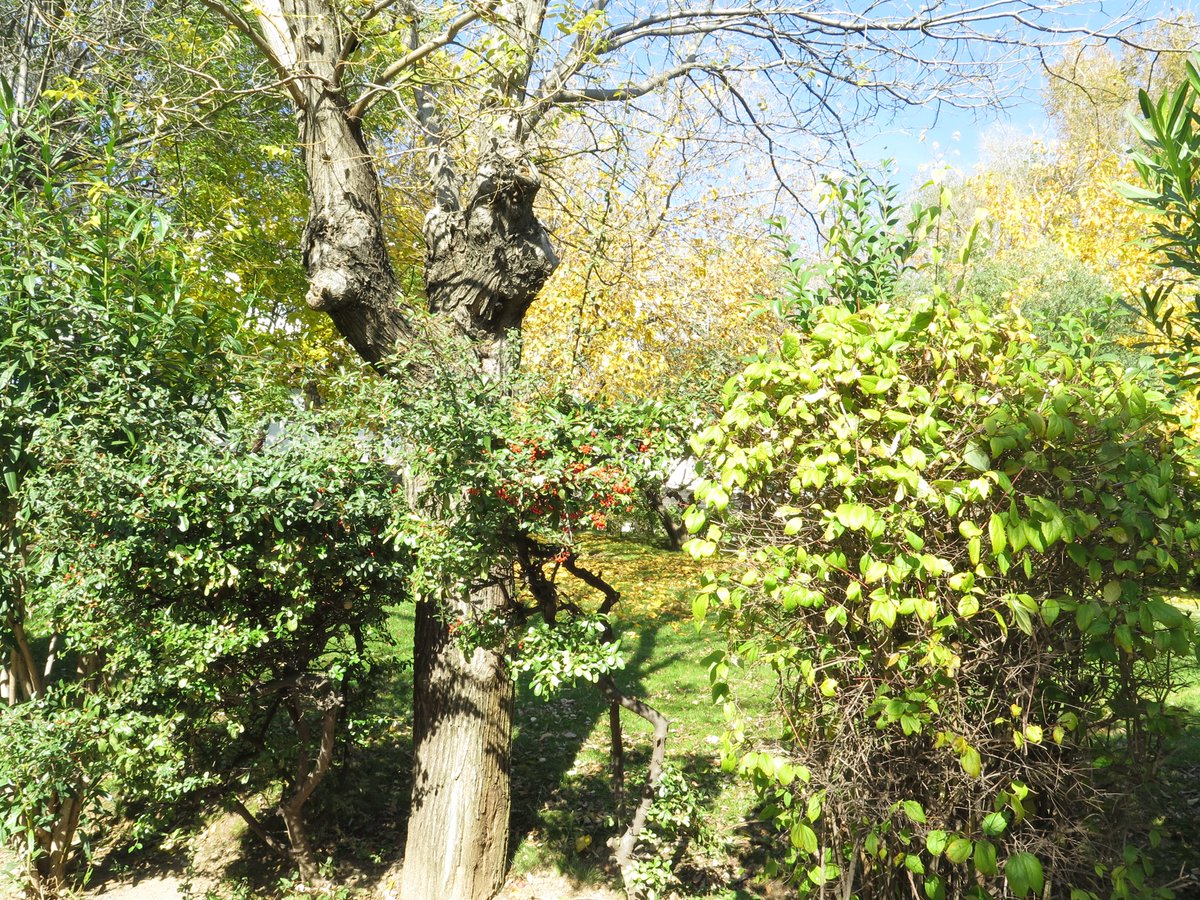 cnsdlp's tweet photo. La primavera y el cambio de hora 🕔 hacen que las tardes en los jardines de la Clínica sean inolvidables. ¡Nada como los paseos por la naturaleza! 🌳

#ClínicaNuestraSeñoradeLaPaz #CNSDLP #LaPaz #NuestraSeñoradeLaPaz #SaludMental #Primavera https://t.co/RGPA3nf5LB