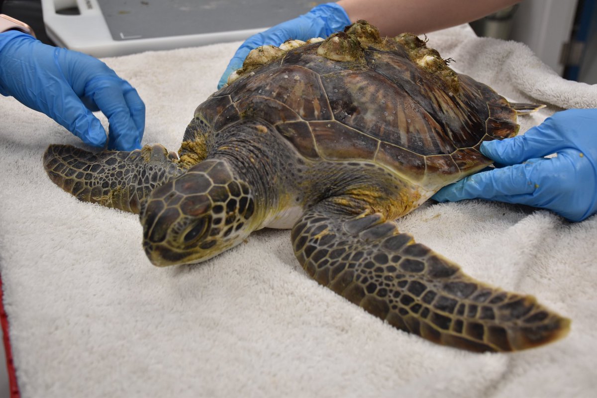 SCaquarium's tweet photo. Sea the difference just an hour in rehabilitation can make ♥️ #transformstionTuesday https://t.co/Dhs0mVvzqw