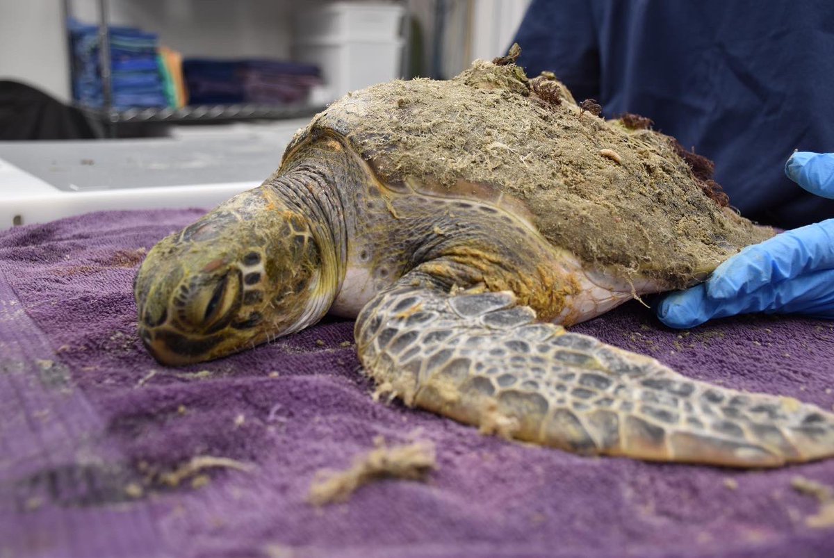SCaquarium's tweet photo. Sea the difference just an hour in rehabilitation can make ♥️ #transformstionTuesday https://t.co/Dhs0mVvzqw