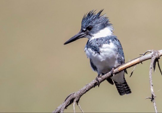 BirdFelter's tweet photo. 🚨🚨 Bird of the week 🚨🚨
The Belted Kingfisher
These Robin size birds can be found in North America year round and during their non- breeding season. Click the link to learn more: https://t.co/fMU1tWWzGi Source: https://t.co/PHfjC61yUW #birds #birding #ornithology #motherfair https://t.co/12kbcG8kpm