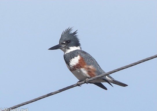 BirdFelter's tweet photo. 🚨🚨 Bird of the week 🚨🚨
The Belted Kingfisher
These Robin size birds can be found in North America year round and during their non- breeding season. Click the link to learn more: https://t.co/fMU1tWWzGi Source: https://t.co/PHfjC61yUW #birds #birding #ornithology #motherfair https://t.co/12kbcG8kpm