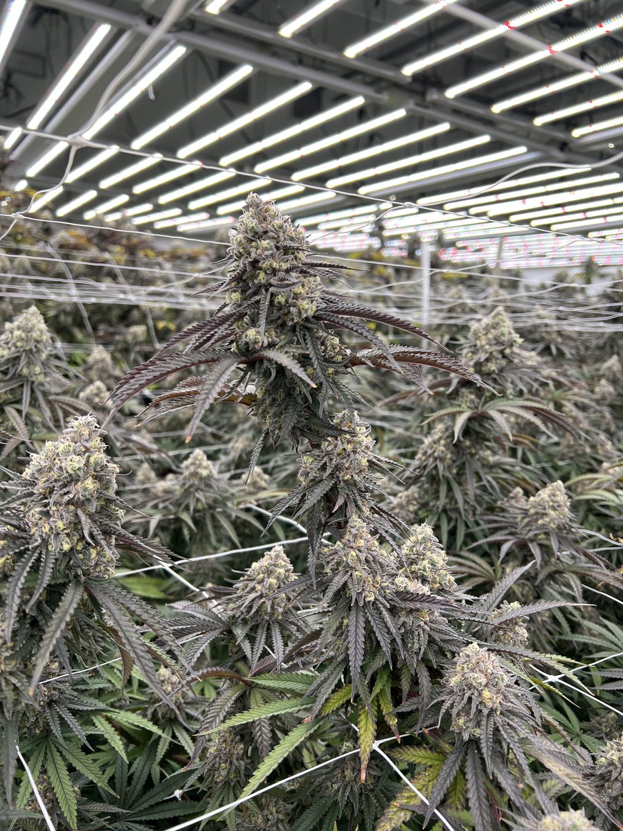 KingsGardenInc's tweet photo. Platinum Blue Dream done the #KingsWay 📈

#KingsGarden #LiveLikeAKing #KingofWeed #WhenQualityMeetsQuantity #KingsGardenFamily https://t.co/osFFlgZwhc