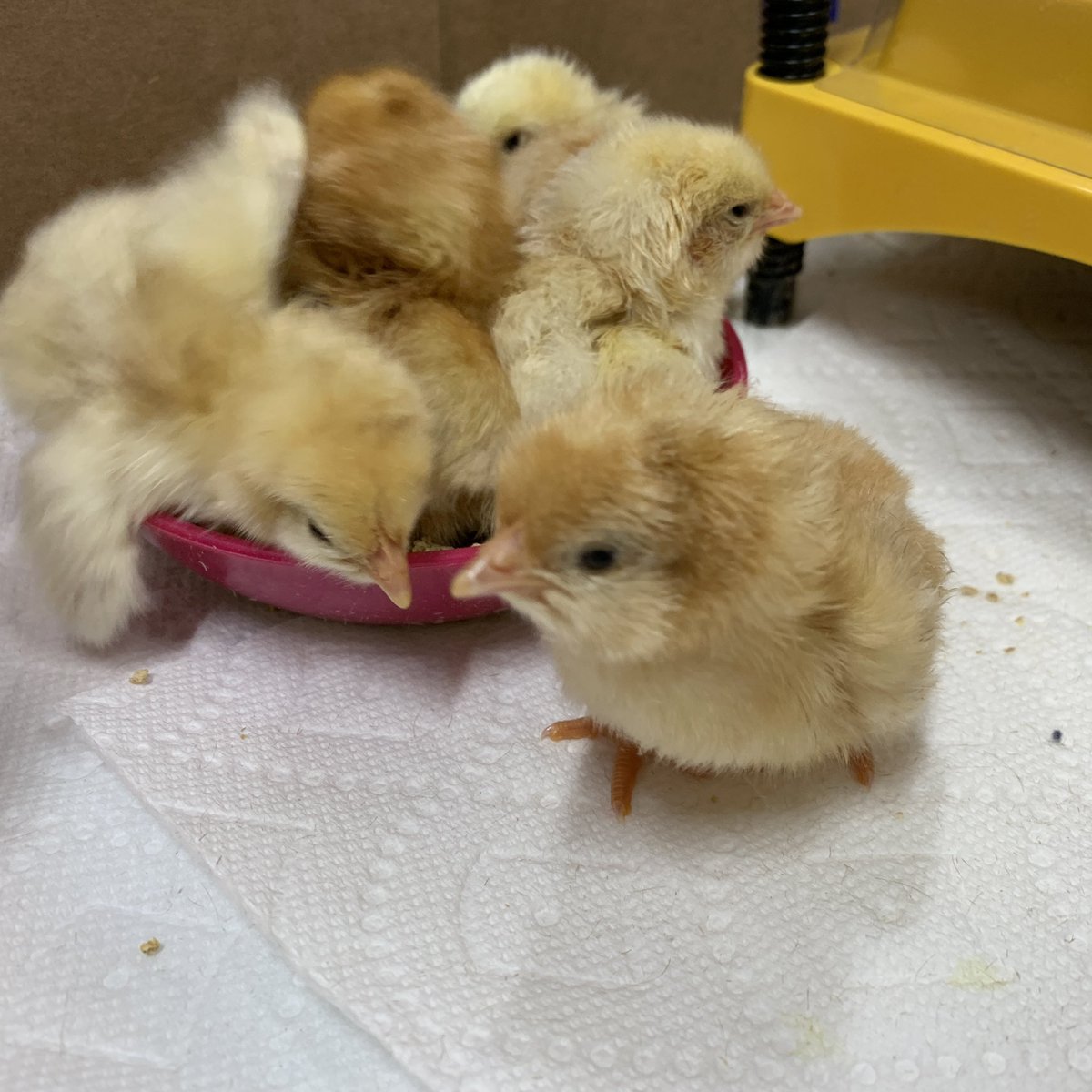 carolynvibbert's tweet photo. Hey! How many of us can we can get in here?
Maybe 2?
Let’s see if we ALL fit!
#PWCSHatch https://t.co/MXwXf1rpcJ