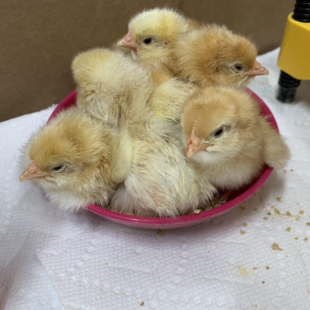 carolynvibbert's tweet photo. Hey! How many of us can we can get in here?
Maybe 2?
Let’s see if we ALL fit!
#PWCSHatch https://t.co/MXwXf1rpcJ