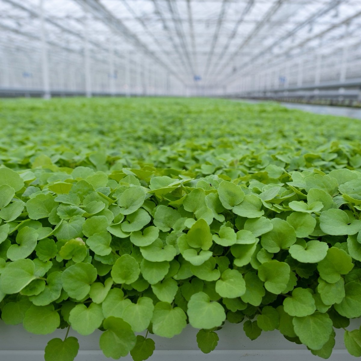 WestlandsUK's tweet photo. Have you tried our Anise Hyssop yet?
The newest member of our Micro Leaf range, Anise Hyssop, has a delicious liquorice flavour with a hint of mint.π±
It's available all year round in 20g punnets.
Order yours: https://t.co/5AixO1j2Ql
#MicroLeaf #SustainableGrowing #EdibleLeaf https://t.co/zd4ibrFY3F