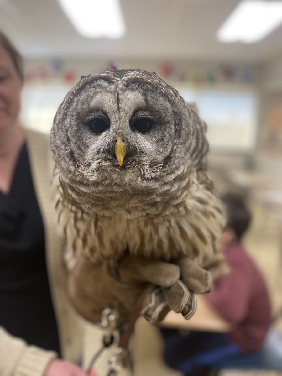 Ophelia came to visit us today in 6th grade science! She’s a barred owl, named for the “bars” or stripes on her feathers.