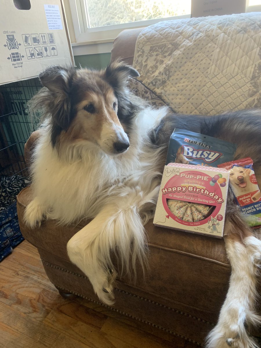 notesfromshell's tweet photo. Happy Birthday to this girl! She’s slowed down at age 14 (except when it comes to barking at and chasing the chickens and ducks) but she’s still sassy and very much loved. Love you Tiffany aka “Tiffers,” “Sassy Pants” and “Tiffer Girl.” https://t.co/N57vVoxh0X