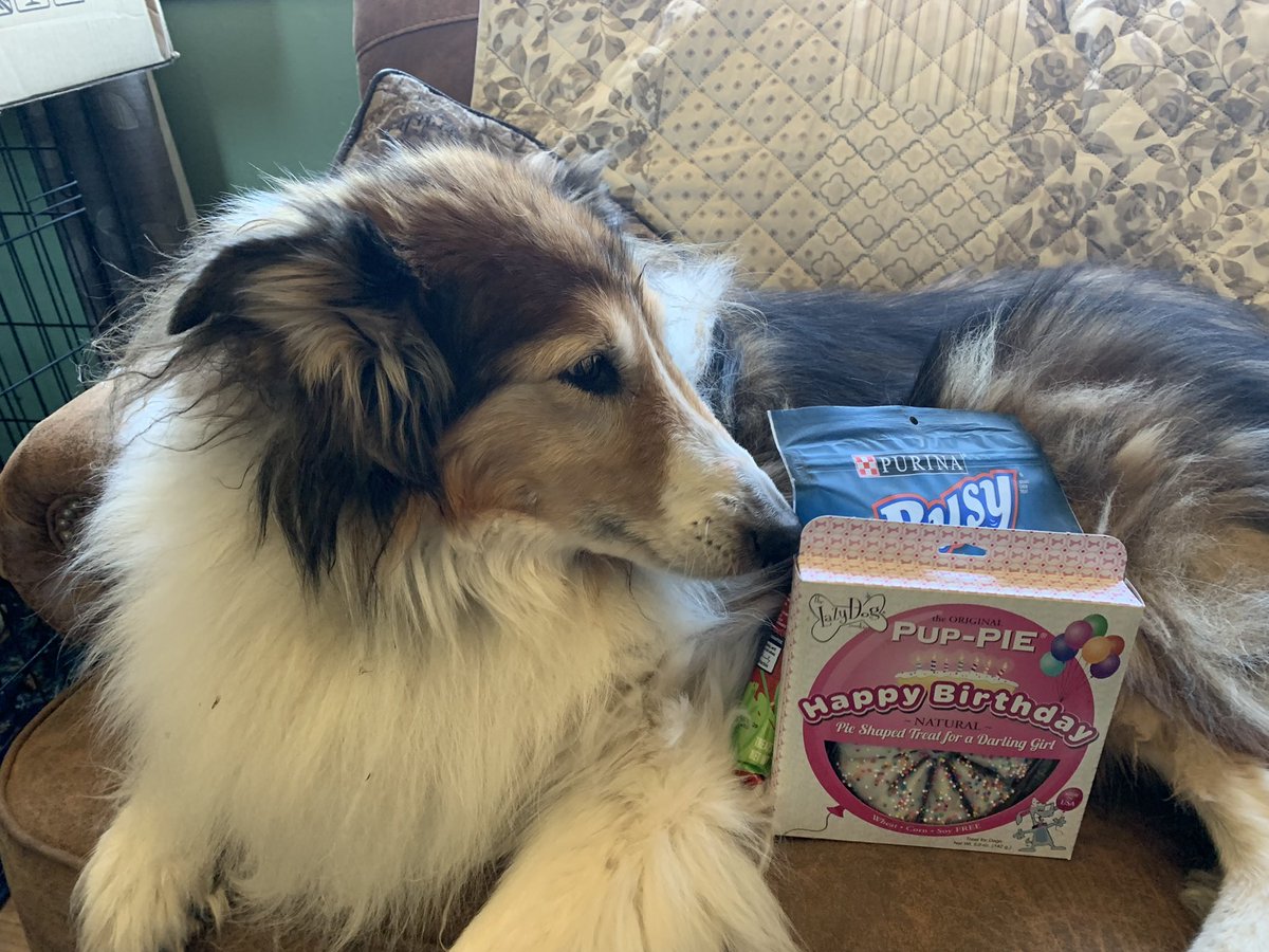 notesfromshell's tweet photo. Happy Birthday to this girl! She’s slowed down at age 14 (except when it comes to barking at and chasing the chickens and ducks) but she’s still sassy and very much loved. Love you Tiffany aka “Tiffers,” “Sassy Pants” and “Tiffer Girl.” https://t.co/N57vVoxh0X