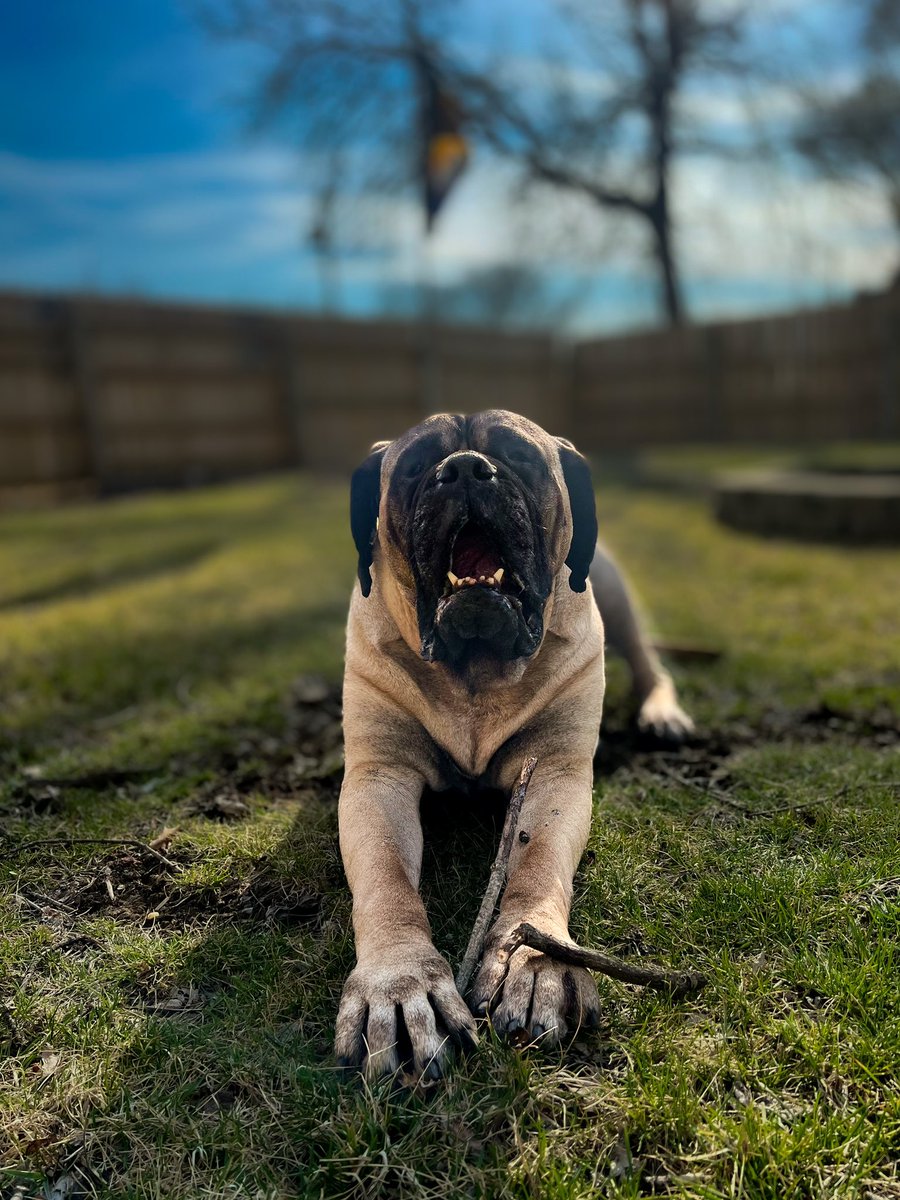 Enjoying the sun! Anyone else have nice weather currently on this #tuesday #dogoftheday #dogoftwitter #DogTwitter #DogsofTwittter