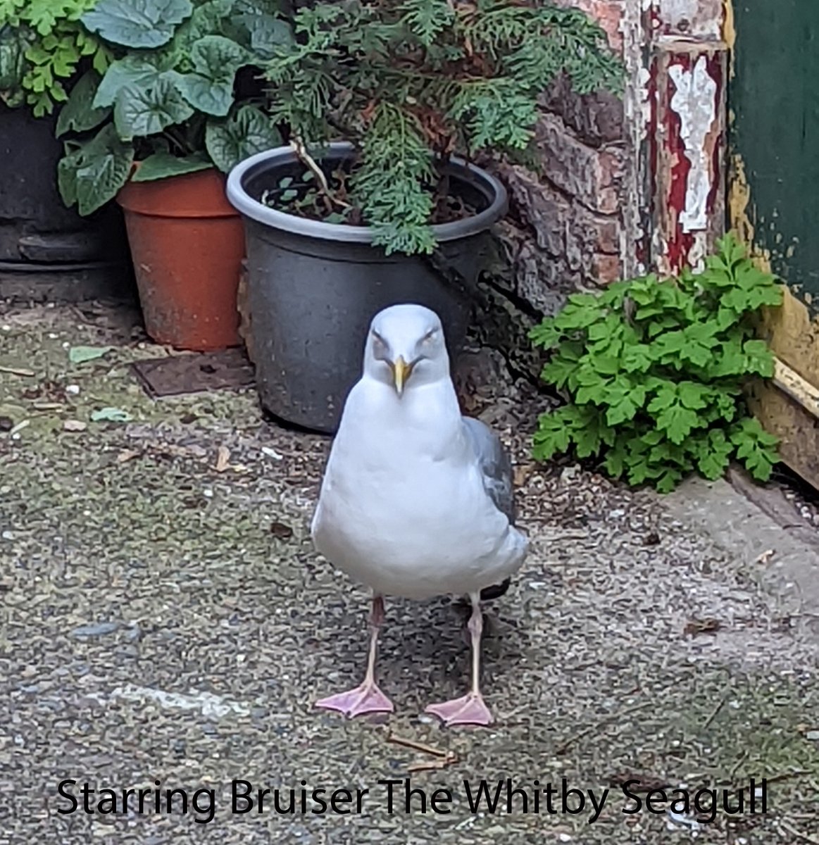 whitbycottage's tweet photo. https://t.co/yWE758AVmR This is Endeavour Cottage Whitby featuring its residency seagull called Bruiser he is the toughest bird in Whitby with a big belly is the star of the film and he arrives every day for his food. he loves cheese. https://t.co/IvG3C1U0KV