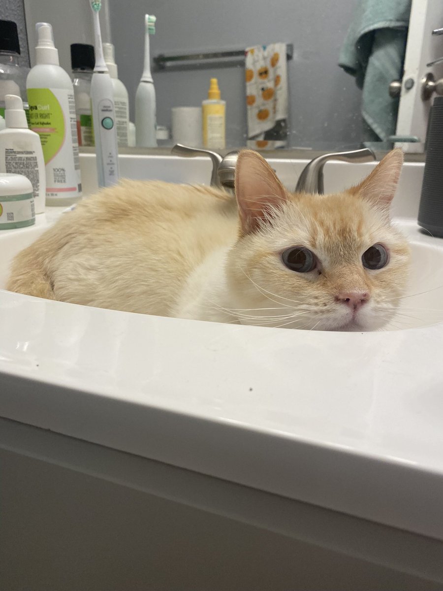 Catatouille1's tweet photo. this is my current foster who I don’t think I introduced :) https://t.co/bo5yvQw3Z1