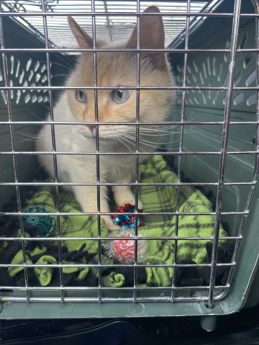 Catatouille1's tweet photo. this is my current foster who I don’t think I introduced :) https://t.co/bo5yvQw3Z1