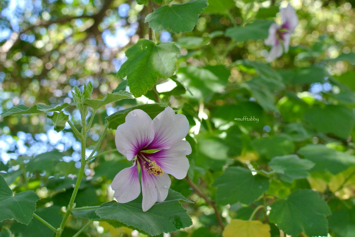 mufftabby's tweet photo. おはようございます。
少し肌寒いけれど雨上がりの気持ちのよい朝。
花びらに水滴が残っていたり葉が濡れていたり。
植物たちもいつもより機嫌がよさそうに見えます。
#Lavatera 'maritima' #TreeMallow #ラヴァテラ #ラバテラ https://t.co/SC27M3waEA