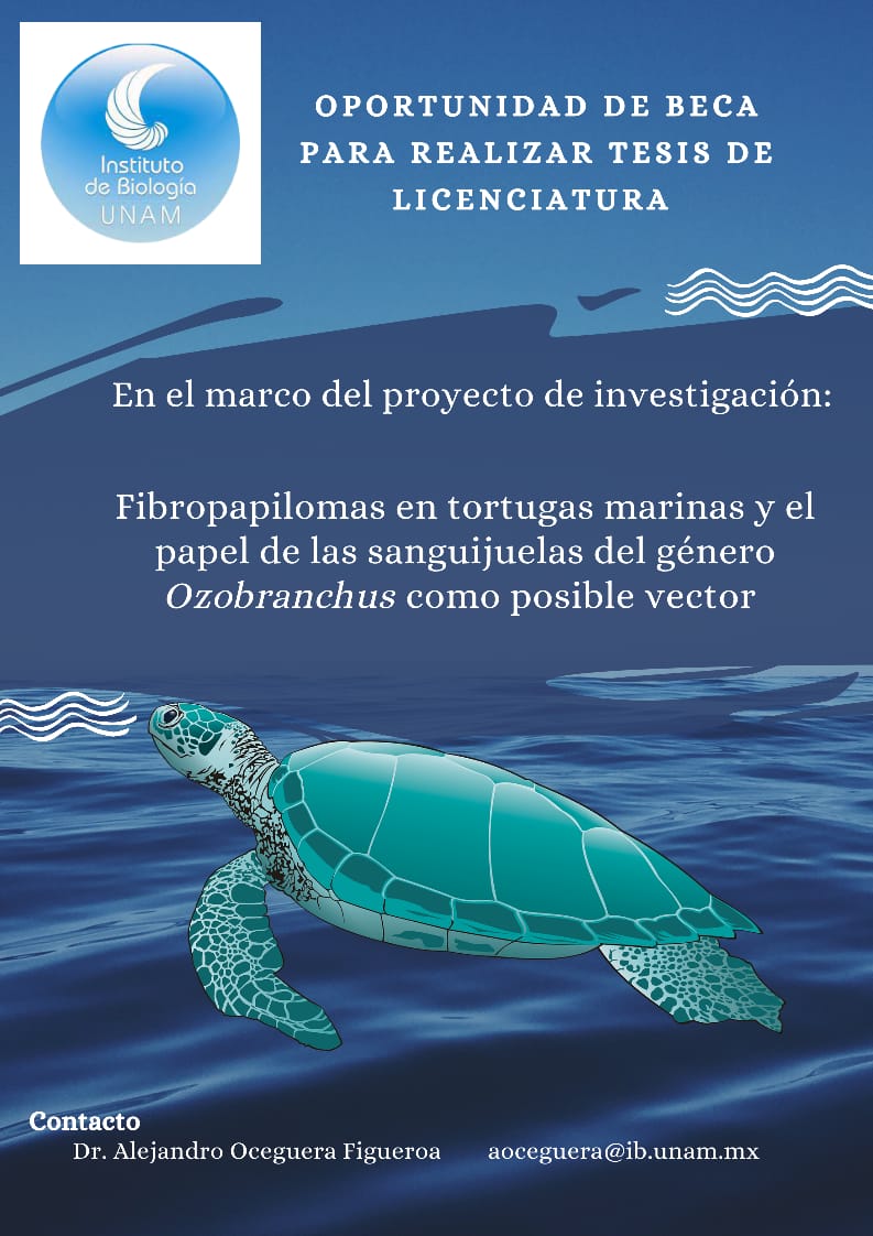 Oportunidad de beca para desarrollar tesis de licenciatura 👇