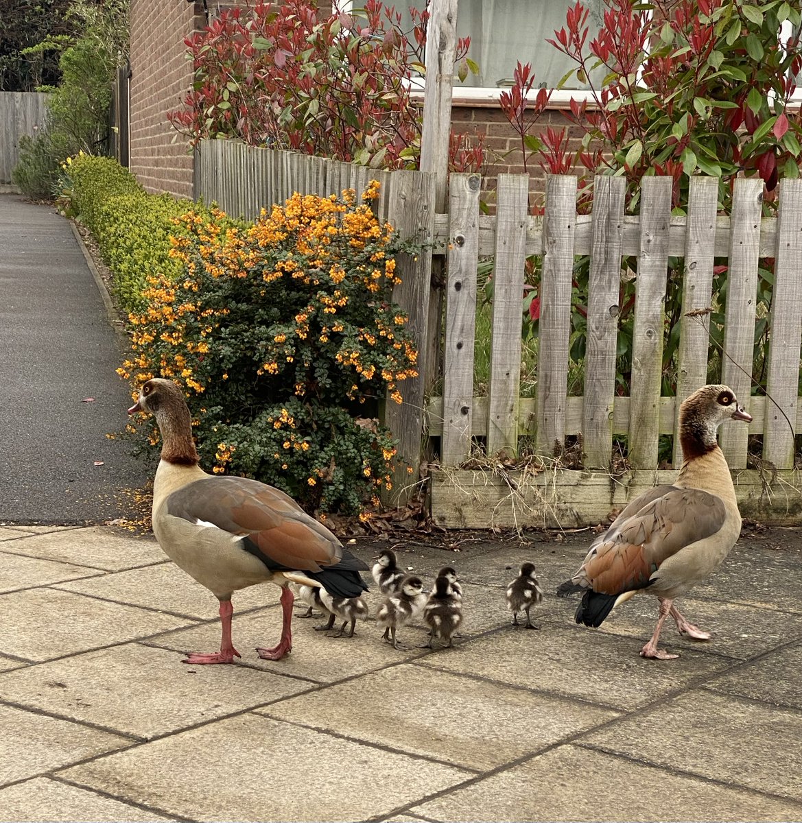 aldryngton's tweet photo. Our family of Egyptian Geese were collected up today by @swan_support  to spend their time in Windsor Great Park. https://t.co/x8ekVmBoW1