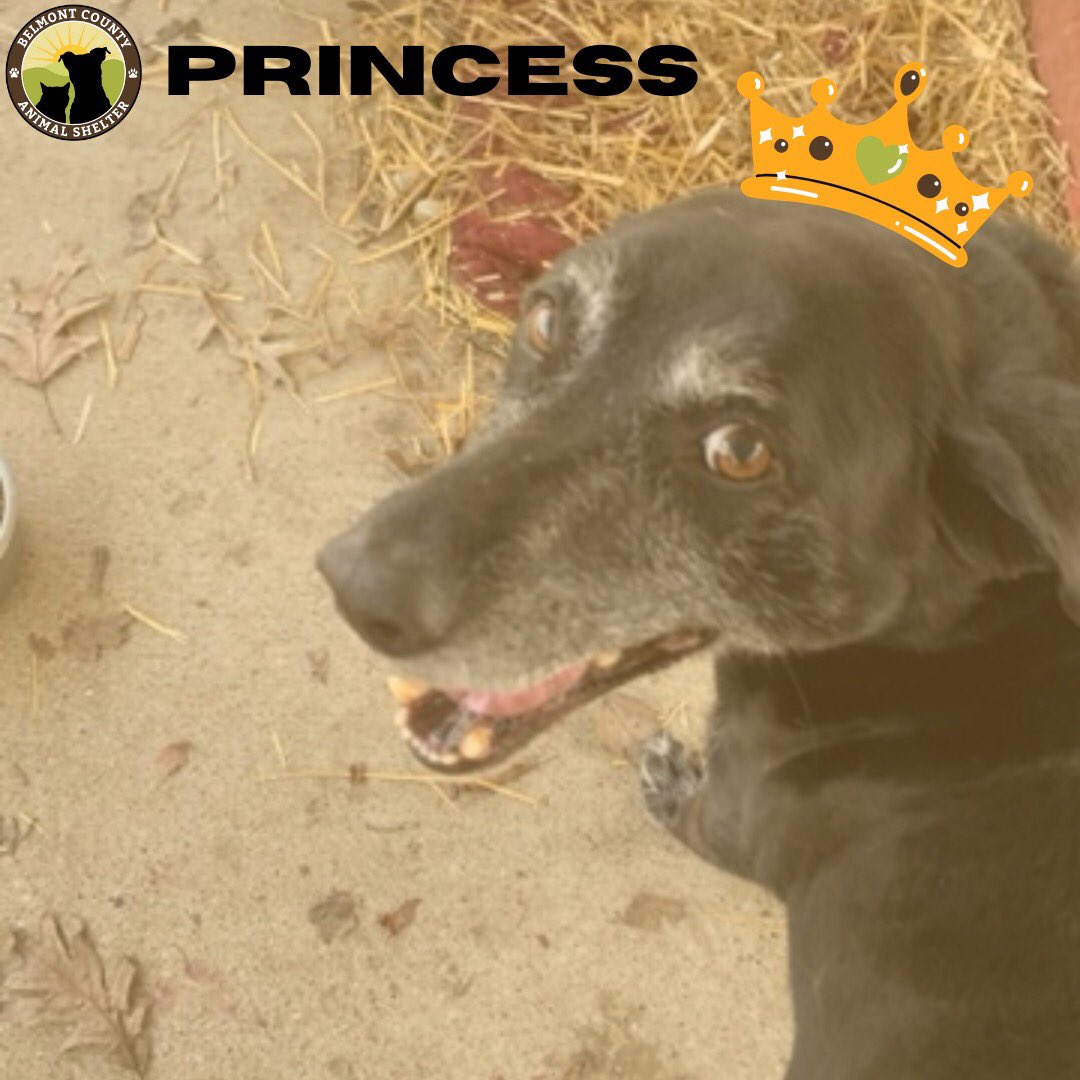 CountyBelmont's tweet photo. Maggie and Princess are the best of friends at BCAS! They are a bonded pair.11-year-old Princess lives up to her name with the sweetest personality while 7-year-old Maggie will make for the best cuddle buddy. This dynamic duo is housetrained and would love a home with other dogs. https://t.co/ONe5SSsr8e