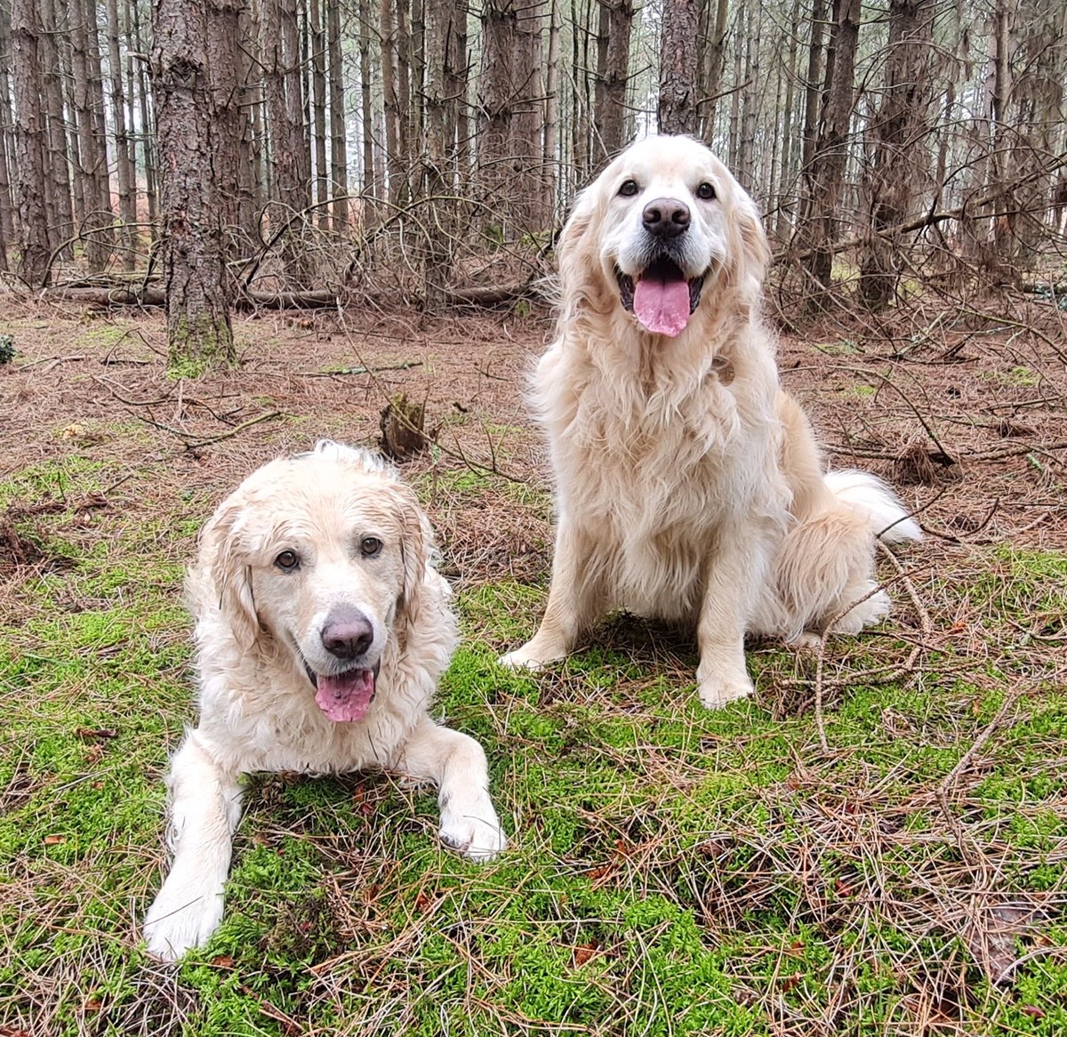 FurzeyRetriever's tweet image. #OutOfOfficeReply . . . . .
We&apos;re in our office.