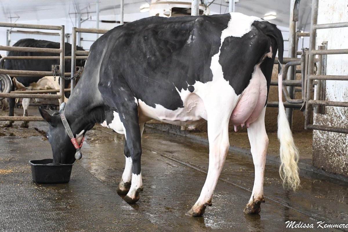 Sneak Peek. Crestomere Holsteins Sale. June 2nd Rimbey Alberta.
📸 Photo credit: Melissa Kemmere
<a href="/HolsteinCanada/">Holstein Canada</a> #canadiandairy #AlbertaMilk #AlbertaHolsteins #crestomereholsteins