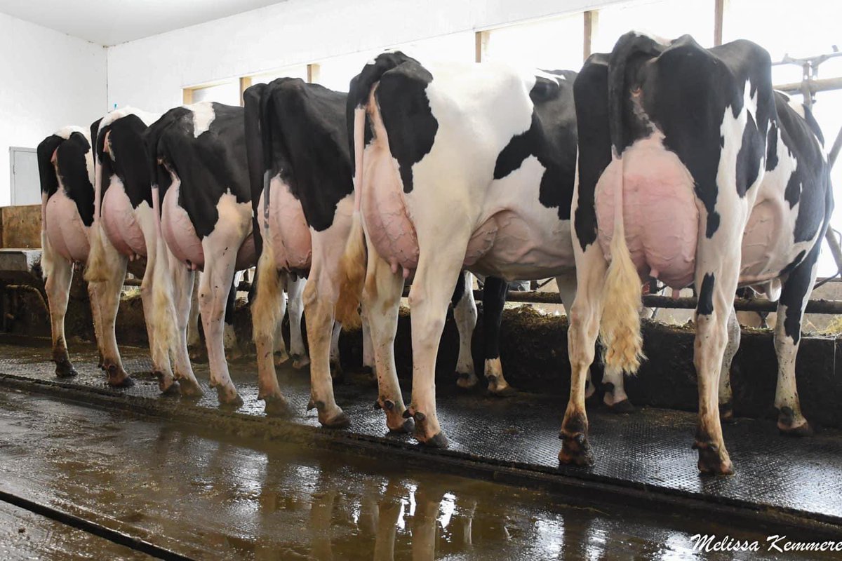 LisaMWiens's tweet photo. Sneak Peek. Crestomere Holsteins Sale. June 2nd Rimbey Alberta.
📸 Photo credit: Melissa Kemmere
@HolsteinCanada #canadiandairy #AlbertaMilk #AlbertaHolsteins #crestomereholsteins https://t.co/dGnTNVgANy